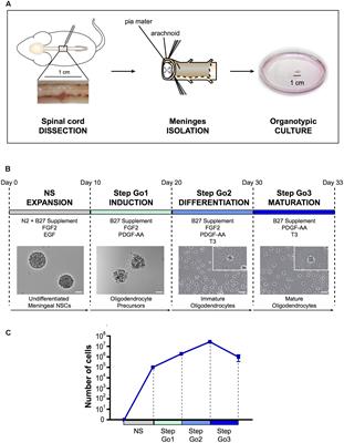 High Yield of Adult Oligodendrocyte Lineage Cells Obtained from Meningeal Biopsy